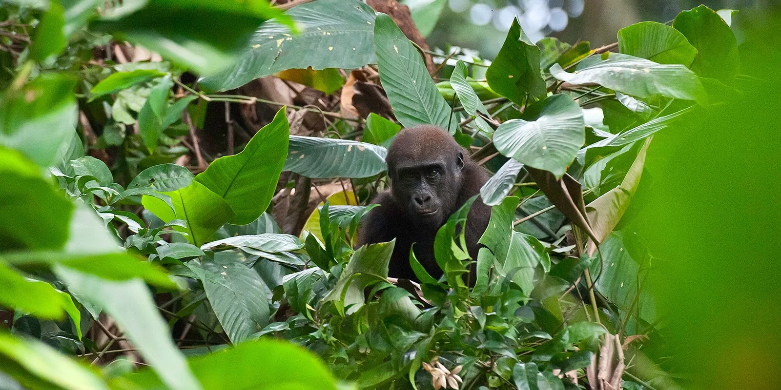 Republic of the Congo