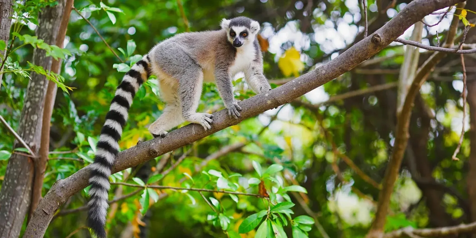 Madagascar