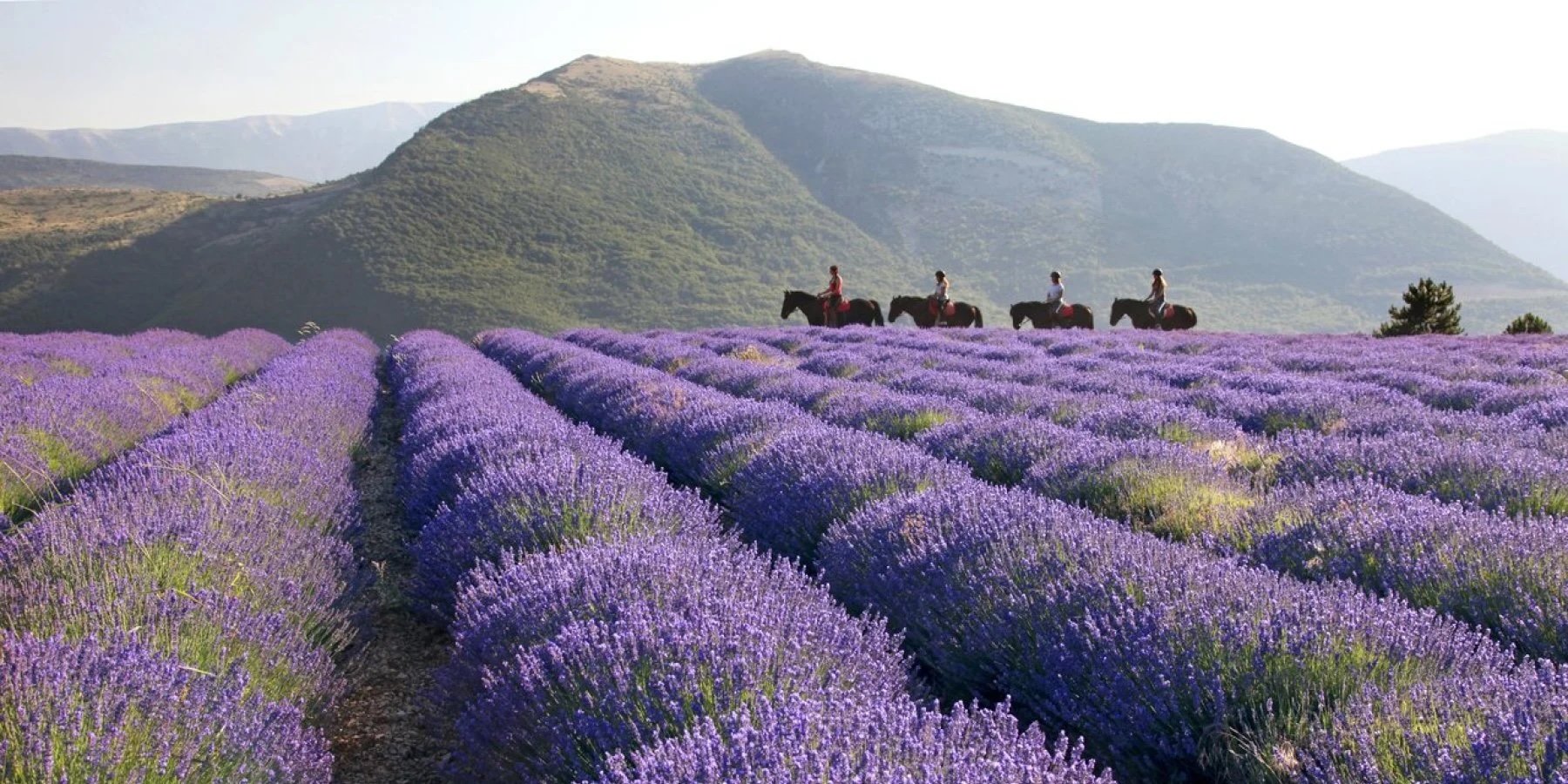 Provence-Alpes-Côte d'Azur